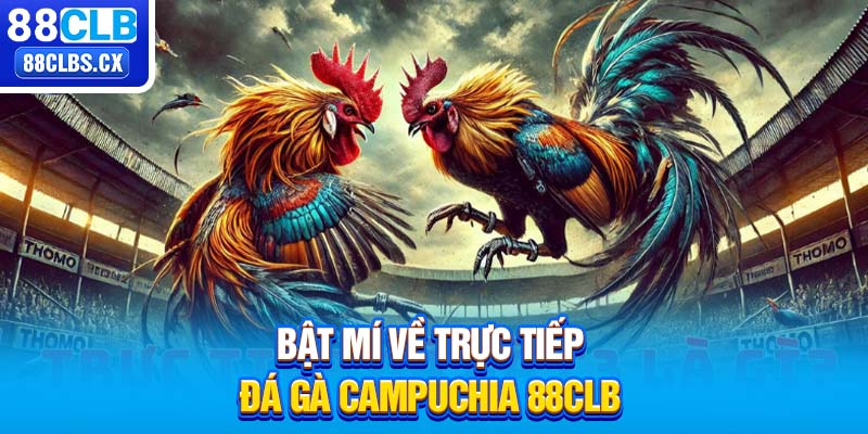 Bật mí về trực tiếp đá gà Campuchia 88CLB