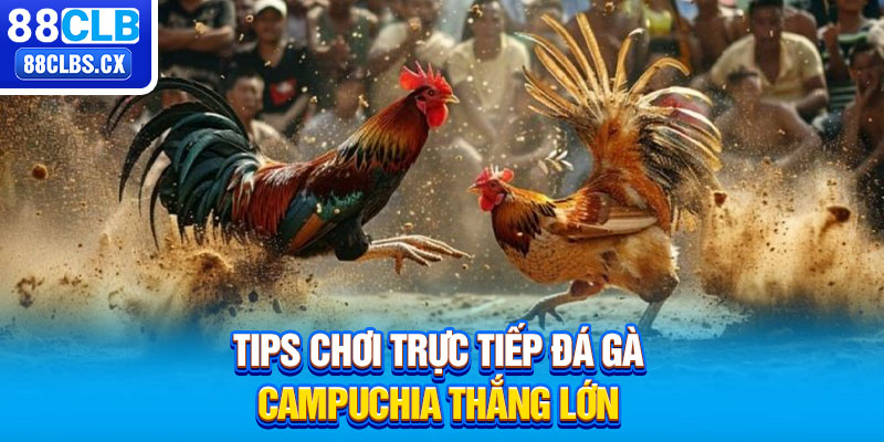 Tips chơi trực tiếp đá gà Campuchia thắng lớn