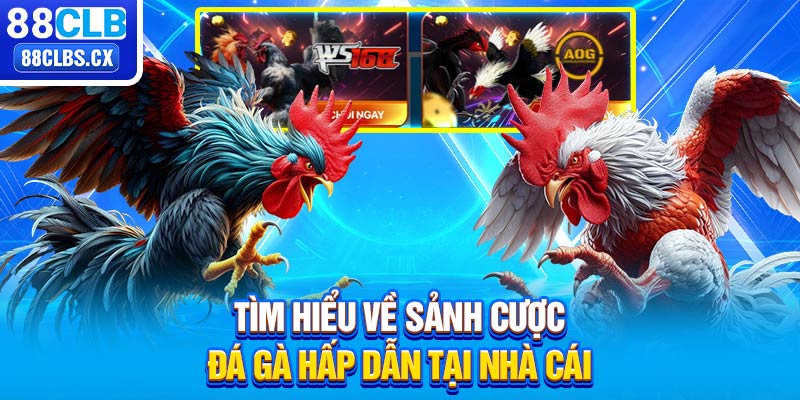 Tìm hiểu về sảnh cược đá gà hấp dẫn tại nhà cái