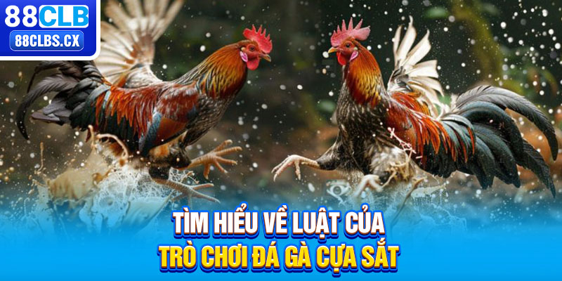 Tìm hiểu về luật của trò chơi đá gà cựa sắt