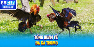 Tổng quan về đá gà Thomo