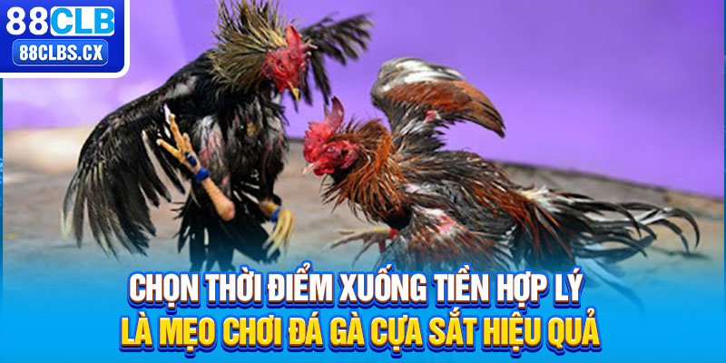 Chọn thời điểm xuống tiền hợp lý là mẹo chơi đá gà cựa sắt hiệu quả